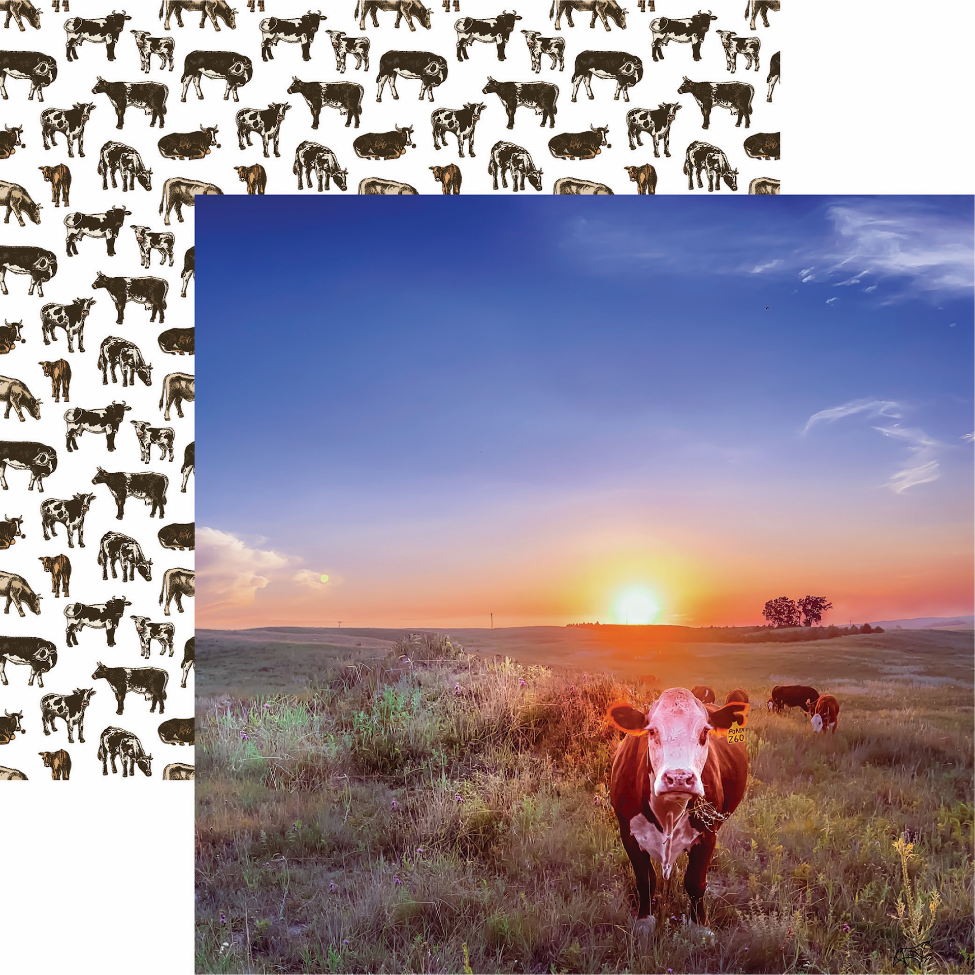 Reminisce Holy Cow 12X12 Hereford