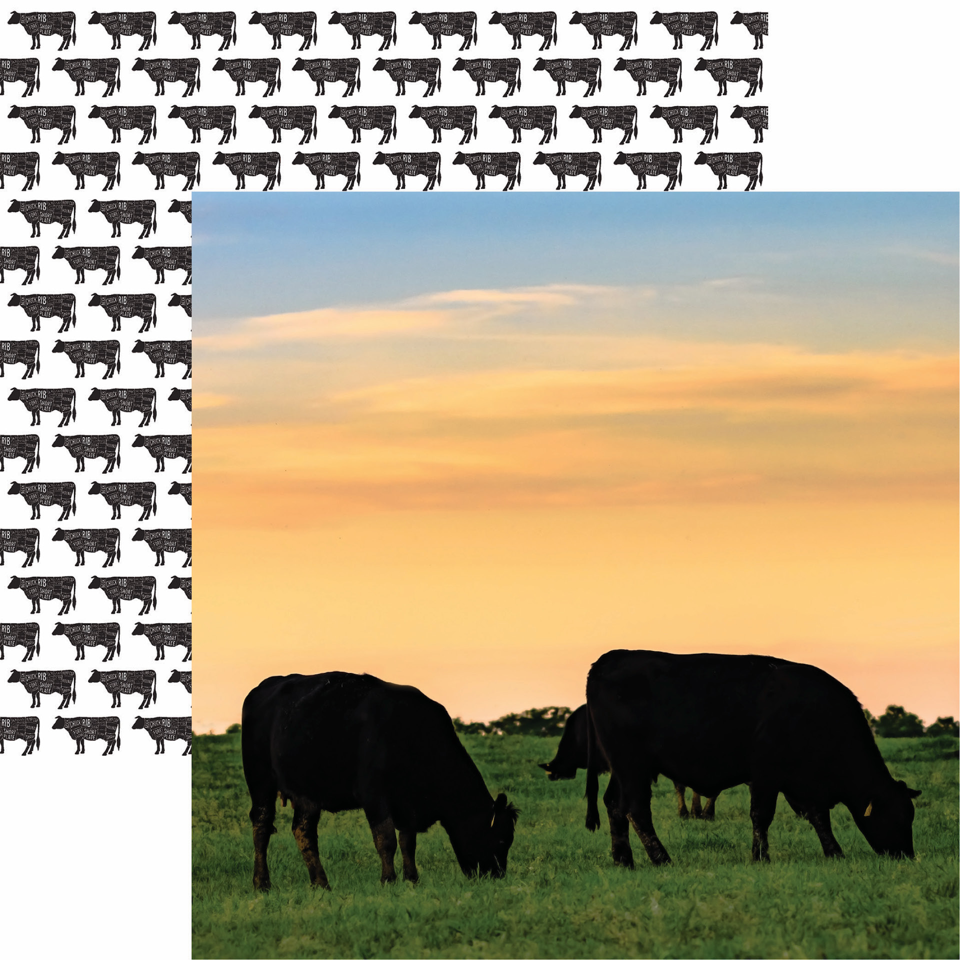Reminisce Holy Cow 12X12 Black Angus