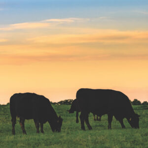 Reminisce Holy Cow 12X12 Black Angus