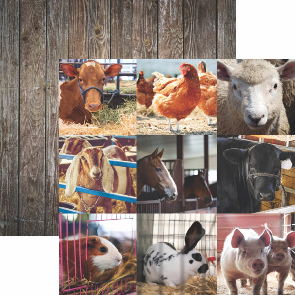 Reminisce Farm Animals 12X12 Show Animals Reminisce Farm Animals 12X12 Show Animals