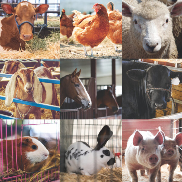 Reminisce Farm Animals 12X12 Show Animals