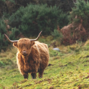 Reminisce Scotland and Wales 12X12 Glenfinnan Viaduct