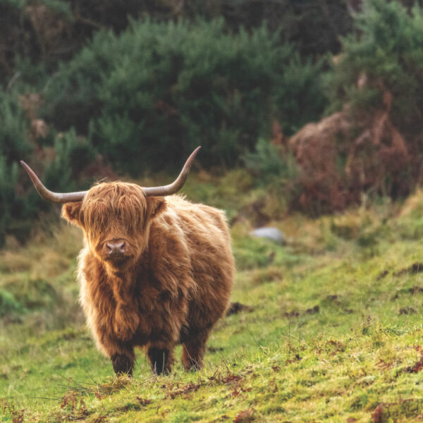 Reminisce Scotland and Wales 12X12 Glenfinnan Viaduct
