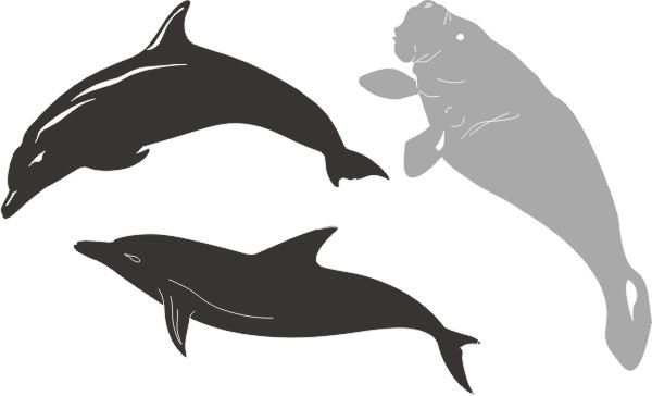 Petticoat Parlor Manatee & Dolphins