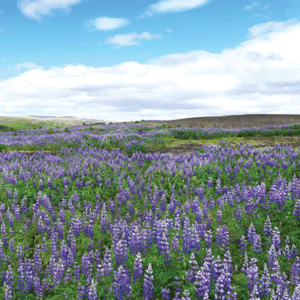 Reminisce Scandanavia 12X12 Gullfoss Waterfall, Iceland