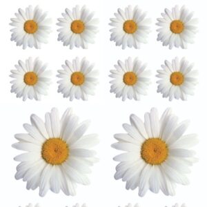 PAPER HOUSE STICKER OXEYE DAISIES