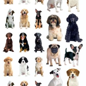 PAPER HOUSE STICKER DOGS