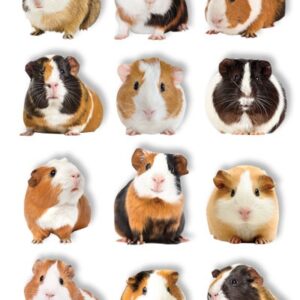 PAPER HOUSE STICKER GUINEA PIG POP UP