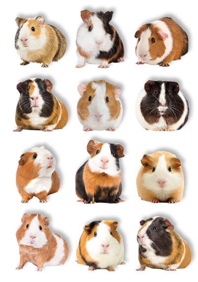 PAPER HOUSE STICKER GUINEA PIG POP UP