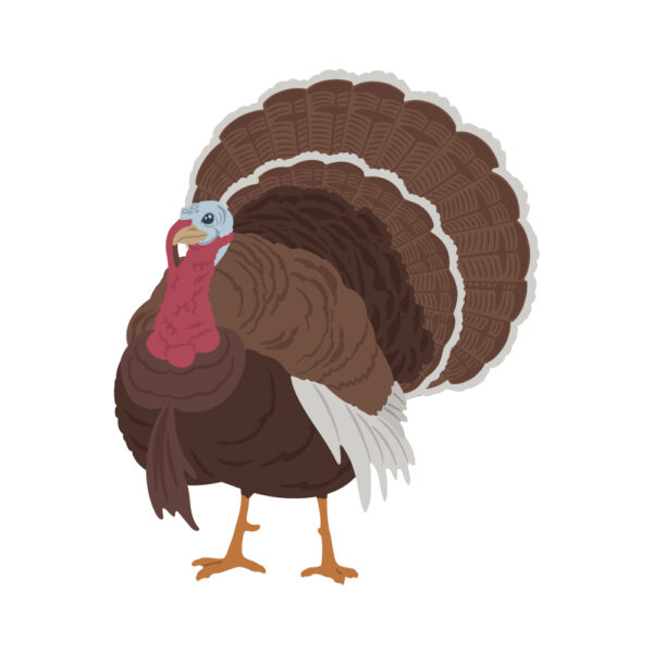 Honey Bee Die Lovely Layers: Turkey