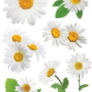 PAPER HOUSE 3D OXEYE DAISY