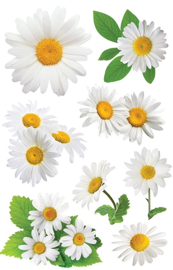 PAPER HOUSE 3D OXEYE DAISY