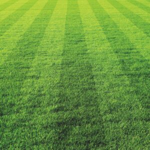 Rem Rugby 12X12 Rugby Rush