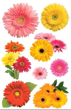 PAPER HOUSE GERBERA DAISIES
